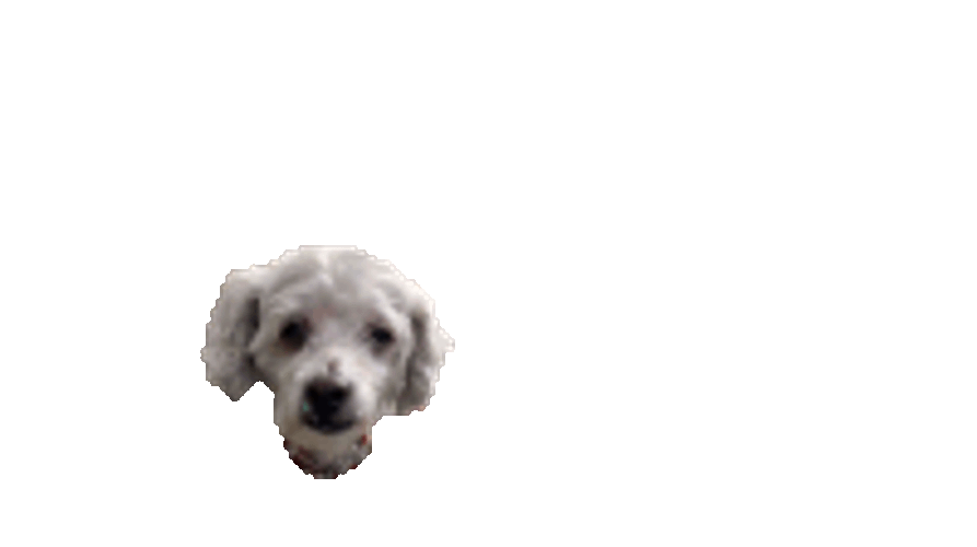 Dog Funny Dog Sticker GIF