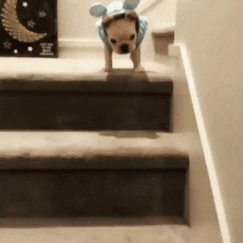 Dog Funny Falling GIF