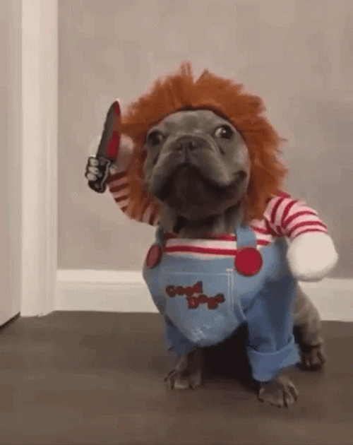 Dog Funny Murder Costume GIF