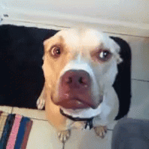 Dog Funny No Reaction GIF