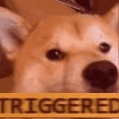 Dog Funny Triggered Meme GIF