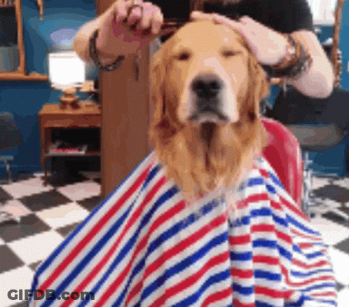 Dog Getting Haircut By Barber GIF