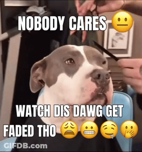 Dog Getting Haircut Nobody Cares Watch Dis Dawg Get Faded GIF