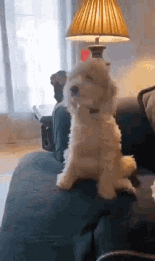 Dog GIF