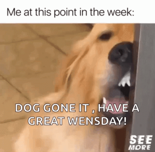 Dog Gone It Wacky Wednesday GIF