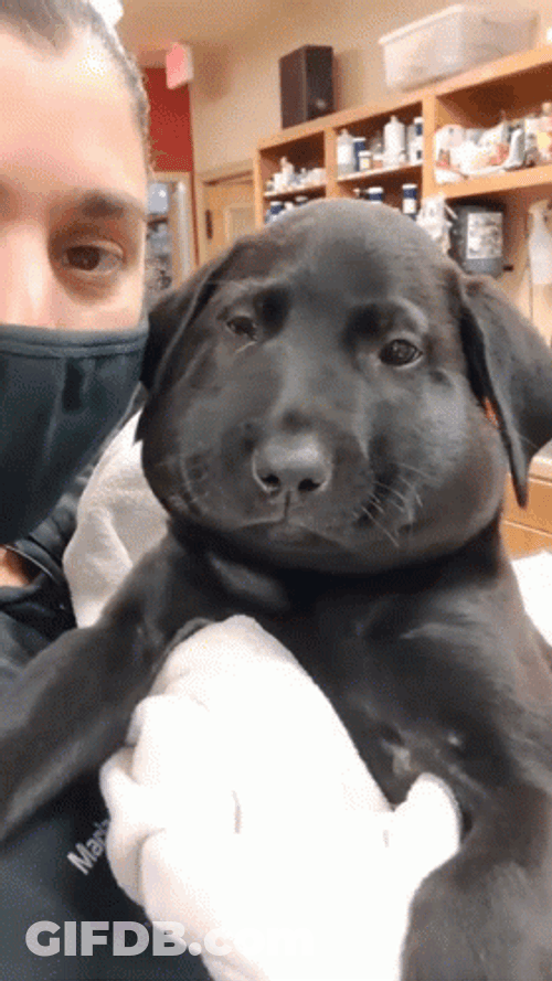 Dog Got Bee Sting GIF