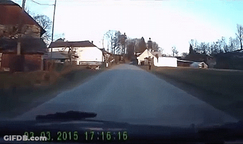 Dog Grab The Man While Walking GIF
