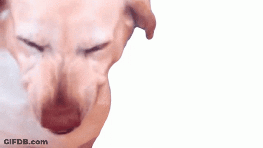 Dog Grinning And Laughing GIF