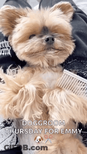 Dog Groom Thursday For Emmy GIF