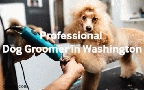 Dog Groomer Cutting Poodle Paw GIF