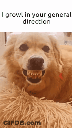 Dog Growling In Your Direction GIF