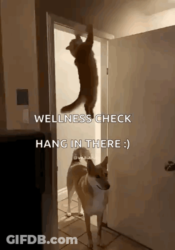 Dog Hanging Cat Wellness Check Hang In There GIF