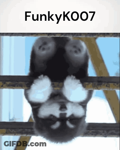Dog Hanging Upside Down Funkyko007 GIF