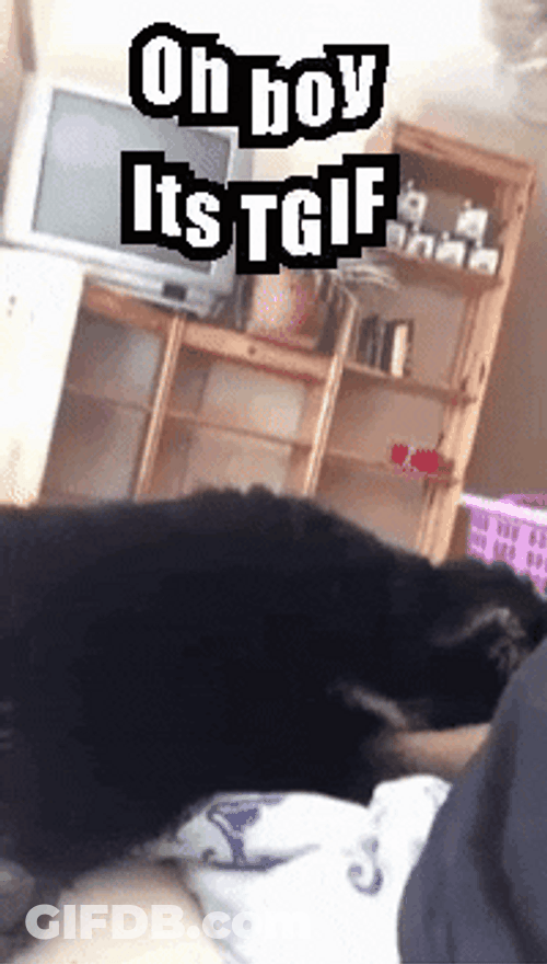 Dog Happy Friday Meme GIF