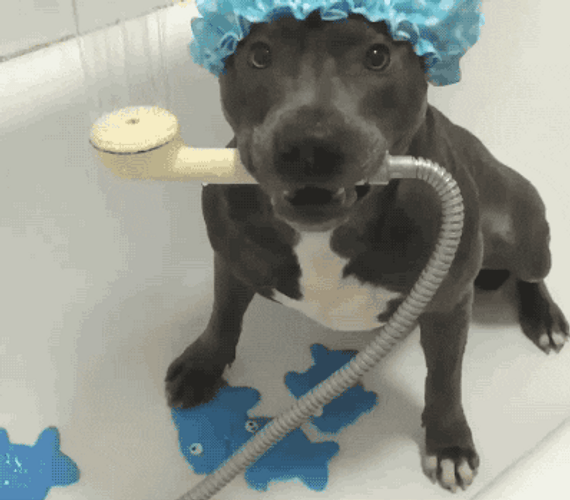 Dog Having An Amazing Shower GIF