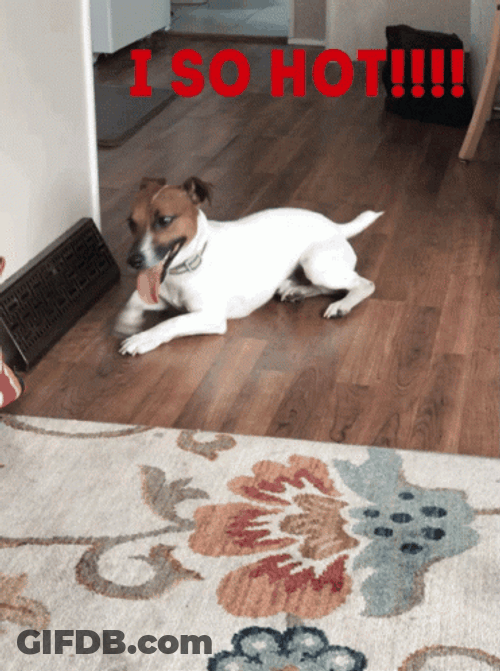 Dog Having Heat Stroke GIF