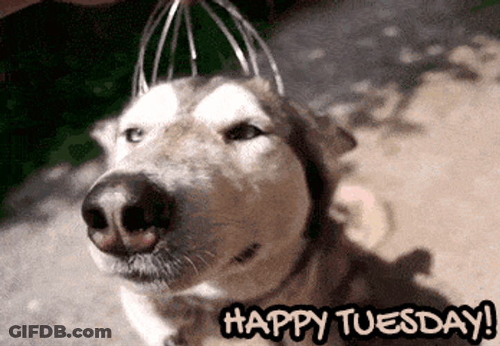 Dog Head Massage Funny Tuesday GIF