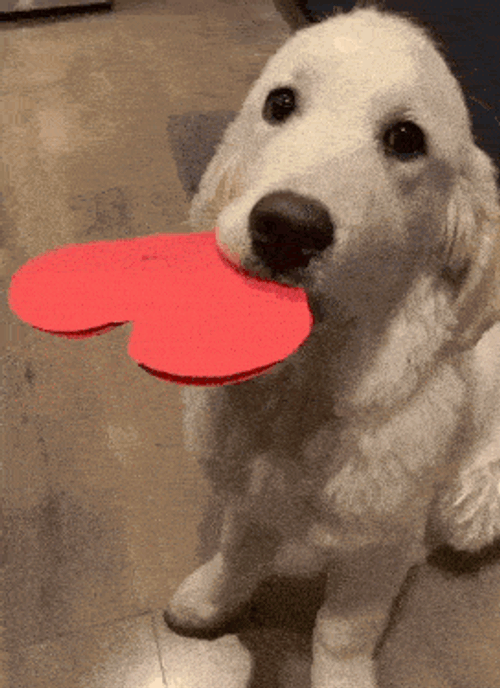 Dog Heart GIF
