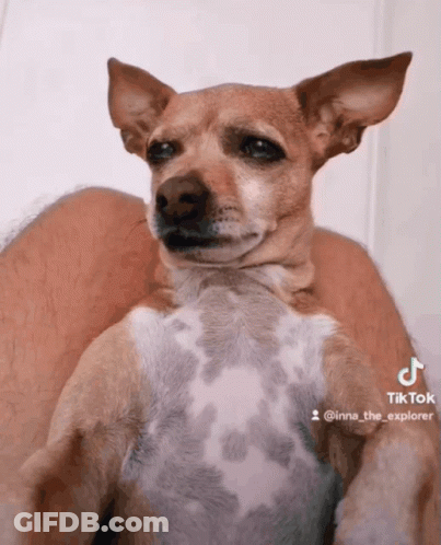 Dog Held In Arms With TikTok Watermark GIF