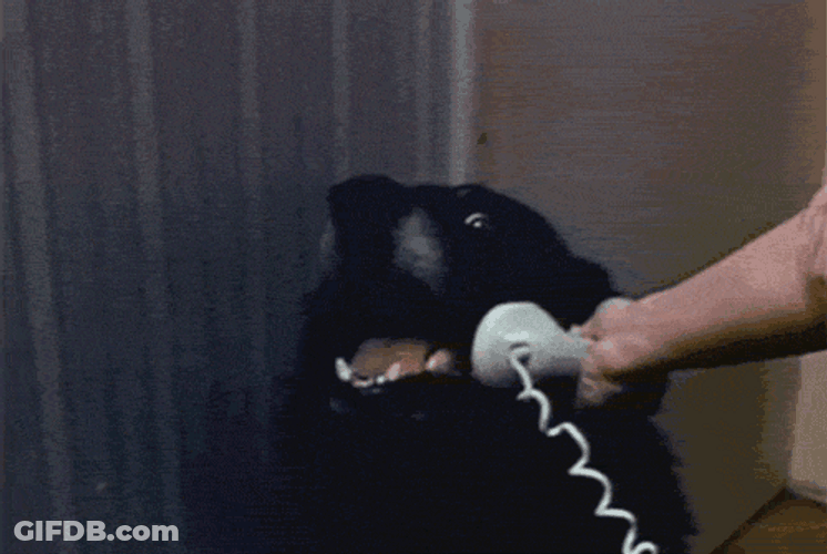 Dog Hello Telephone Chat GIF