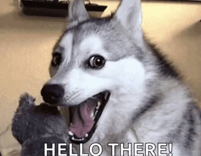 Dog Hello There GIF