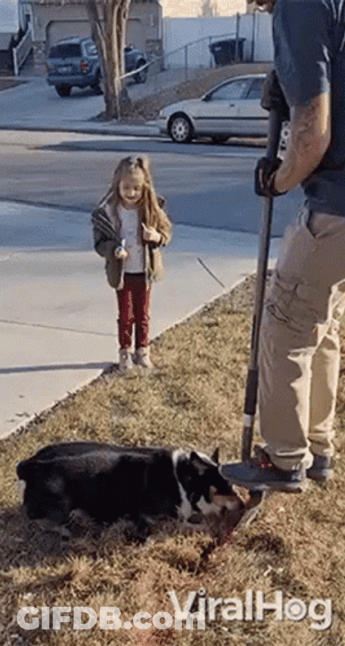 Dog Help In Digging GIF