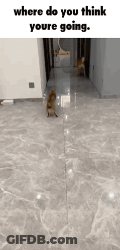 Dog Hind Legs Where You Think You're Going GIF
