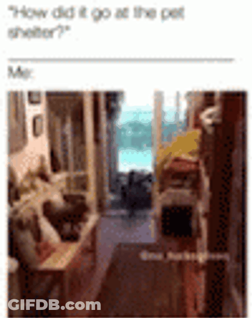 Dog Hoarders House GIF