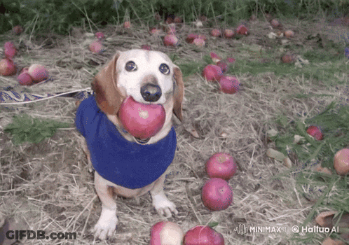 Dog Holding Apple In Mouth In Apple Field GIF