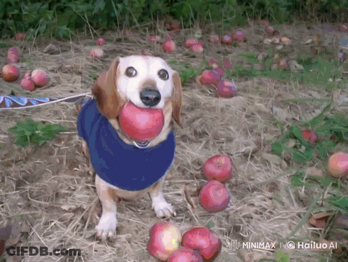 Dog Holding Apple In Mouth GIF