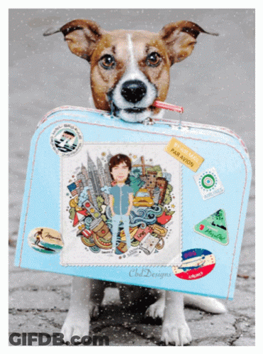 Dog Holding Blue Suitcase With Please Pack Par Avion Sticker GIF