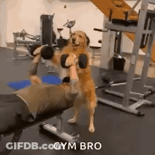 Dog Holding Dumbbell Over Man GIF