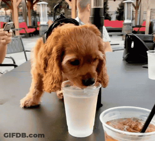 Dog Holding Glass Of Beer On Head GIF