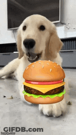 Dog Holding Hamburger GIF