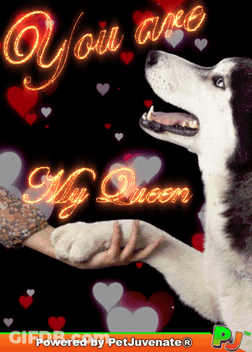 Dog Holding Hand You Are My Queen GIF