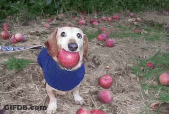 Dog Holding Hands And Smiling On Brick Sidewalk GIF