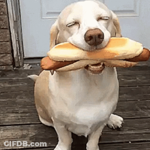 Dog Holding Hot Dog And Bread GIF