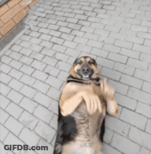 Dog Holding Person's Hands And Smiling GIF