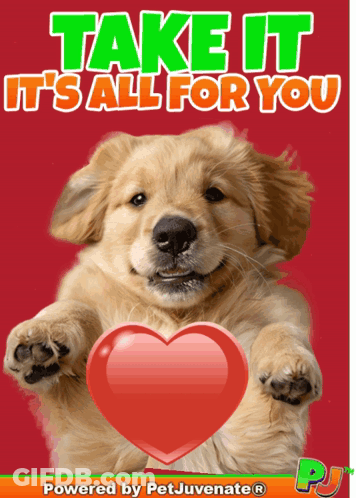 Dog Holding Red Heart Saying Take It It's All For You GIF