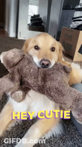 Dog Holding Stuffed Animal Saying Hey Cutie GIF