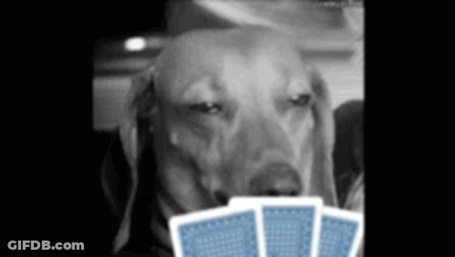 Dog Holding Three Blue Playing Cards GIF