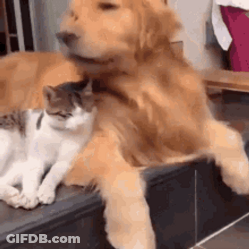 Dog Hug A Cat GIF