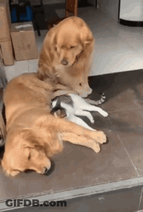 Dog Hug A Cat Hugging Another Dog GIF