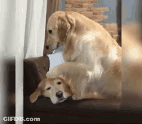Dog Hug And Comfort GIF