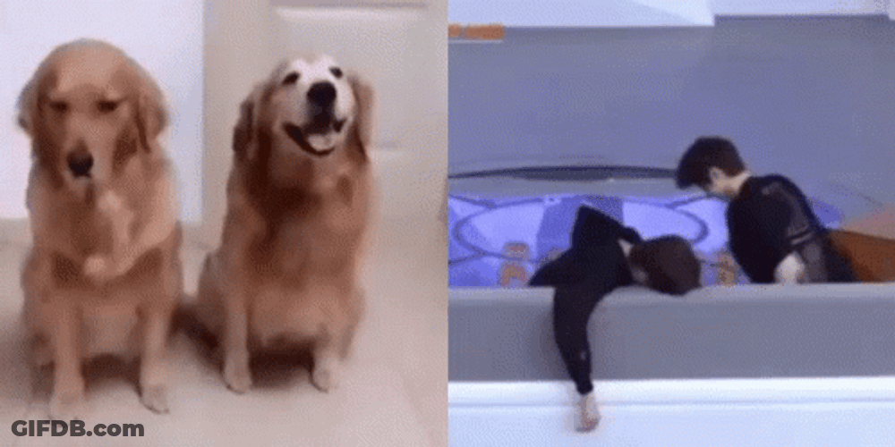 Dog Hug And Watch Video GIF