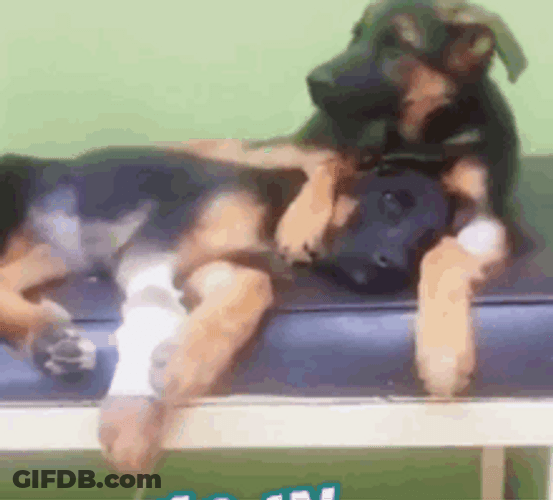 Dog Hug Another Dog GIF
