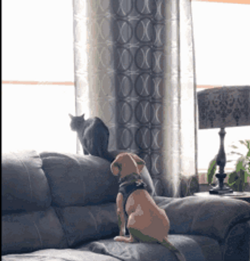 Dog Hug Cat On Couch GIF