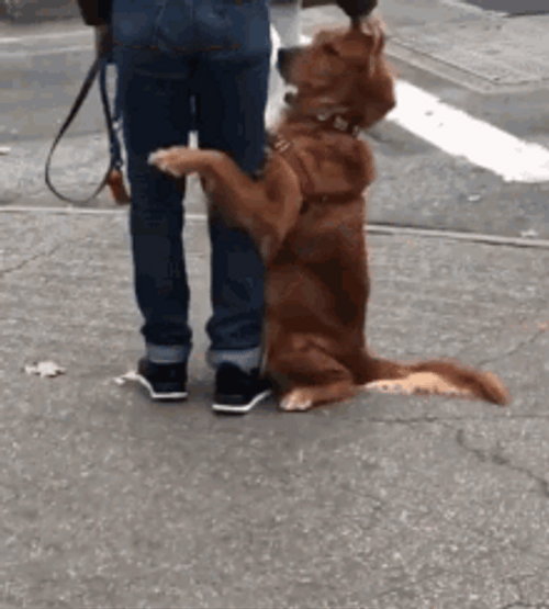 Dog Hug Feet Of Owner In Two Feet GIF