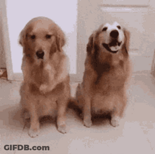 Dog Hug Golden Retriever GIF