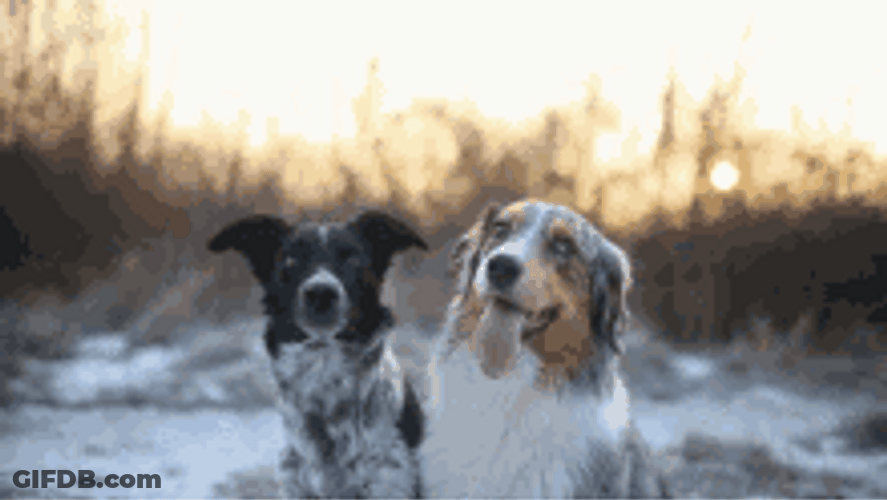 Dog Hug In Cold Weather GIF